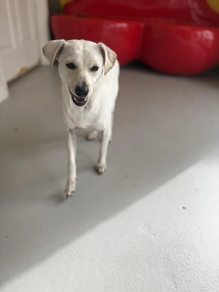 Buttercup thumbnail 2