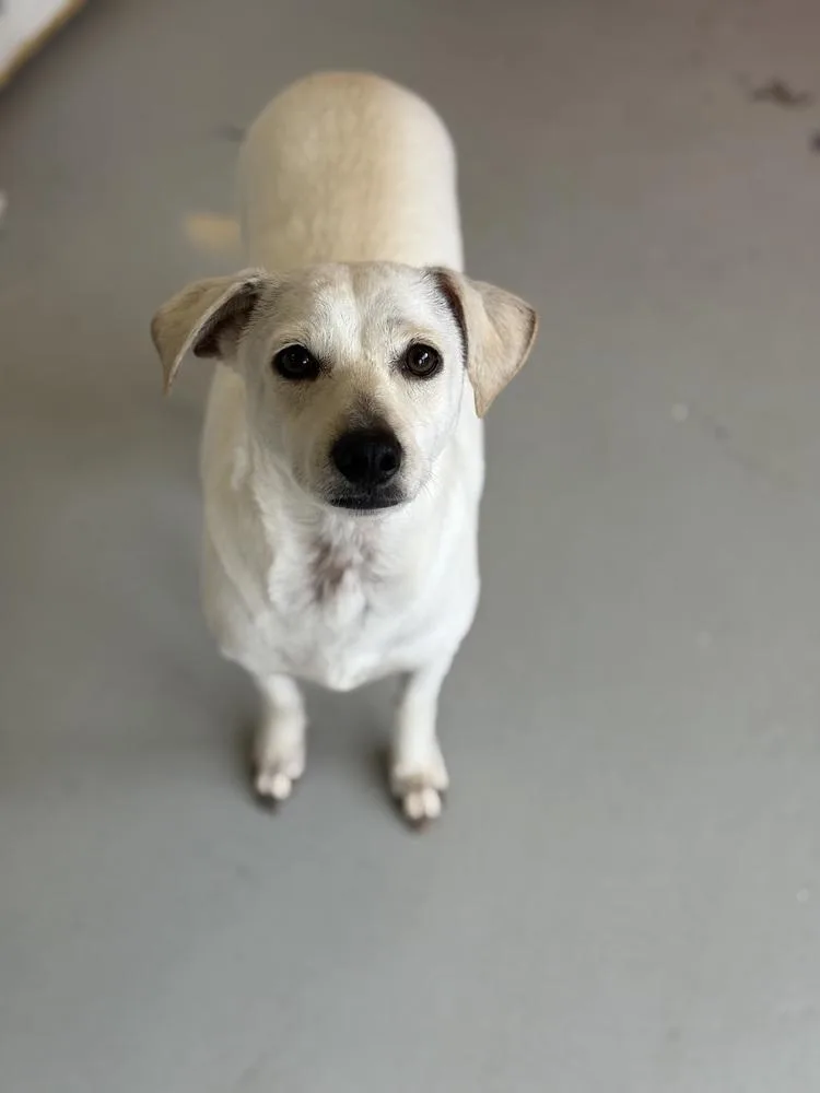 Buttercup thumbnail 3