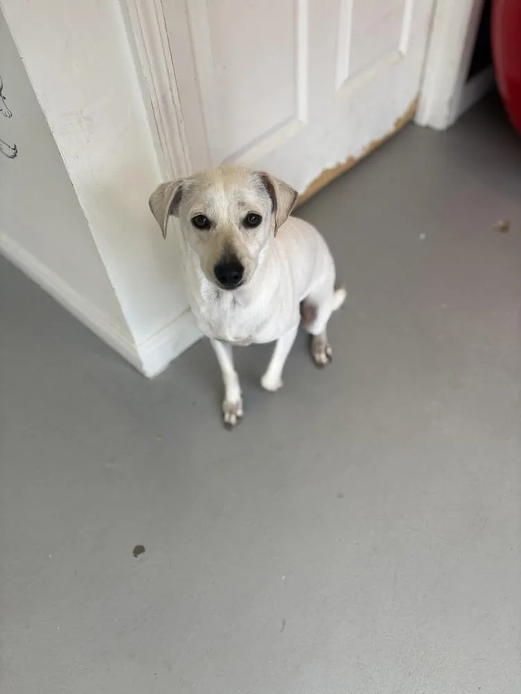 Buttercup thumbnail 4