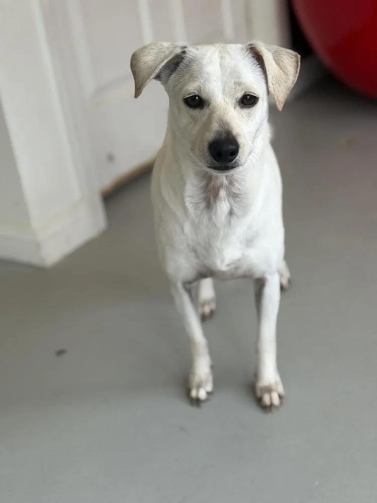 Buttercup thumbnail 5