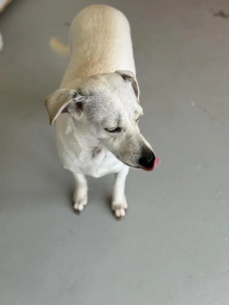 Buttercup thumbnail 6