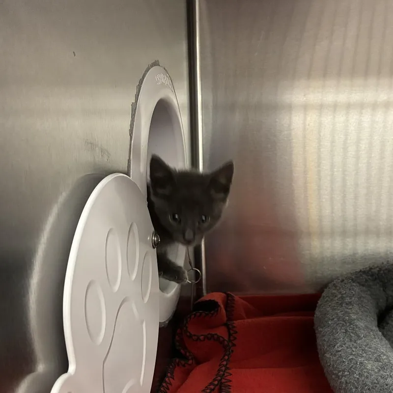 A baby small-sized female Gray / Blue / Silver Domestic Short Hair cat named Filetofish for adoption in Los Angeles, CA