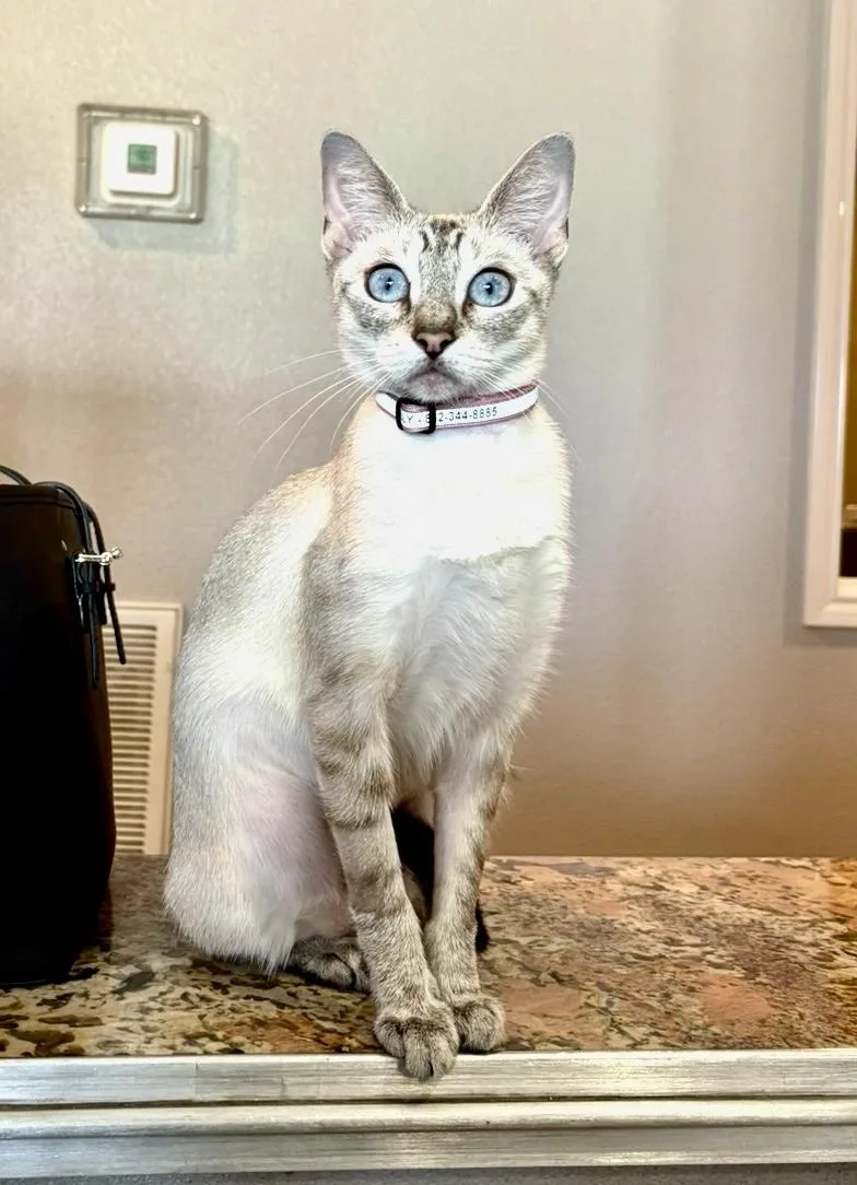 A young medium-sized female Siamese cat named Fallon for adoption in Magnolia, TX