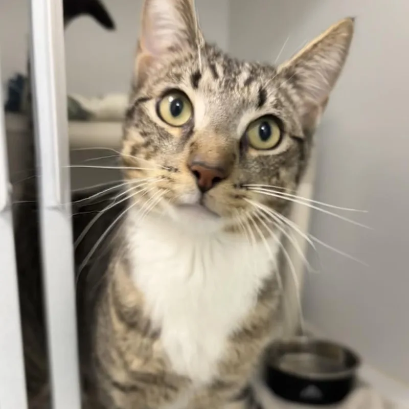 An adult medium-sized male Brown / Chocolate Domestic Short Hair cat named Mewlius Caesar for adoption in Dover, NH