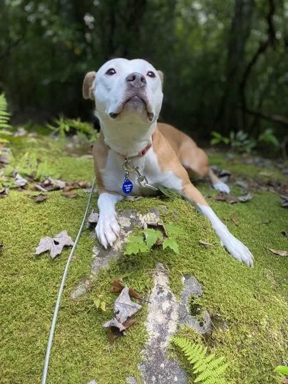 An adult medium-sized female Mixed Breed dog named Angel Mist for adoption in Chamblee, GA