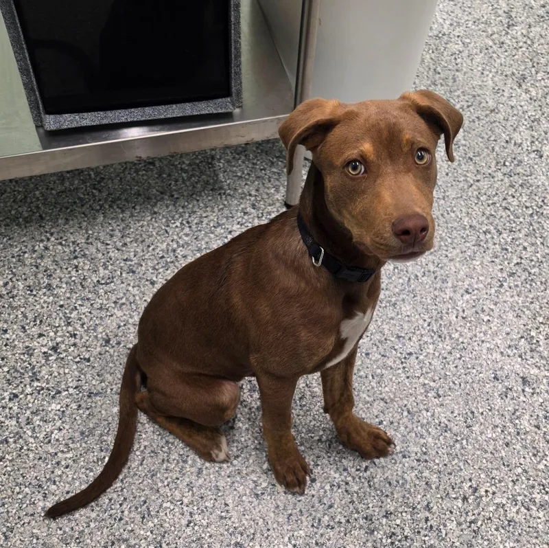 A baby medium-sized male Terrier dog named Bubba for adoption in Athens, TN