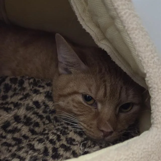 A young small-sized male Domestic Short Hair cat named Kale for adoption in Centerville, MA
