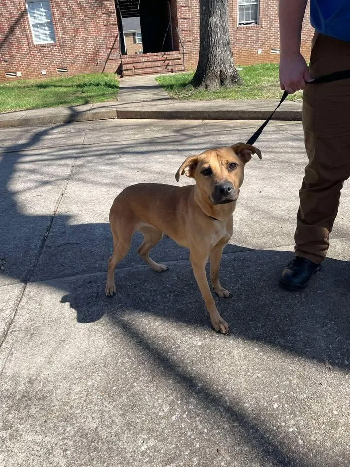 An adult medium-sized female Shepherd dog named Swirlix for adoption in Shelbyville, TN