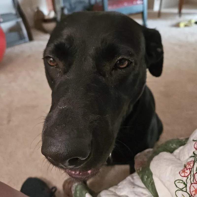Sweetpea