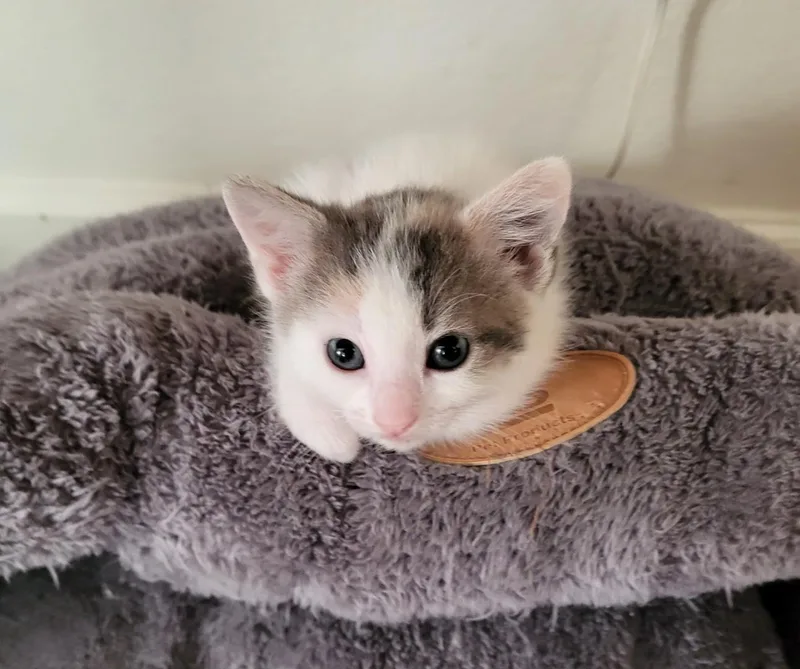 A young small-sized female Dilute Calico cat named Parsley for adoption in Parlier, CA