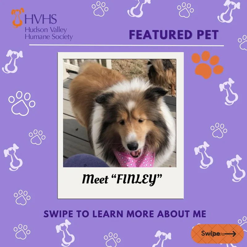 A senior medium-sized female Sable Shetland Sheepdog / Sheltie dog named Finley for adoption in Pomona, NY