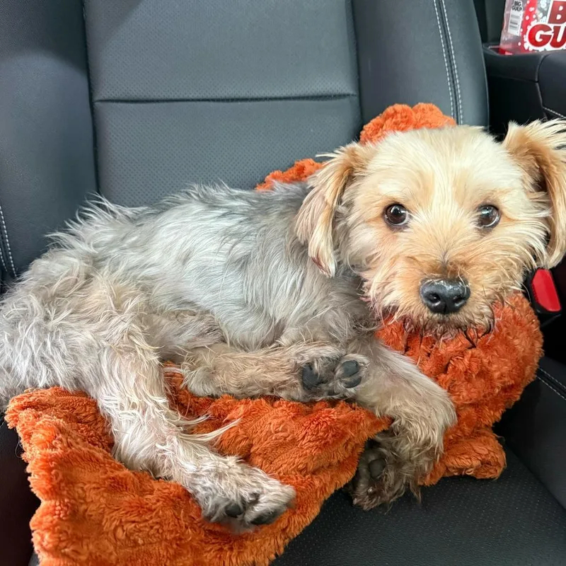 An adult small-sized male Yellow / Tan / Blond / Fawn Yorkshire Terrier dog named Astro for adoption in Las Vegas, NV