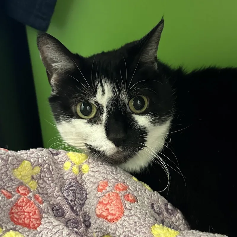 A senior large-sized female Gray / Blue / Silver Domestic Medium Hair cat named Oreo for adoption in Playa Vista, CA