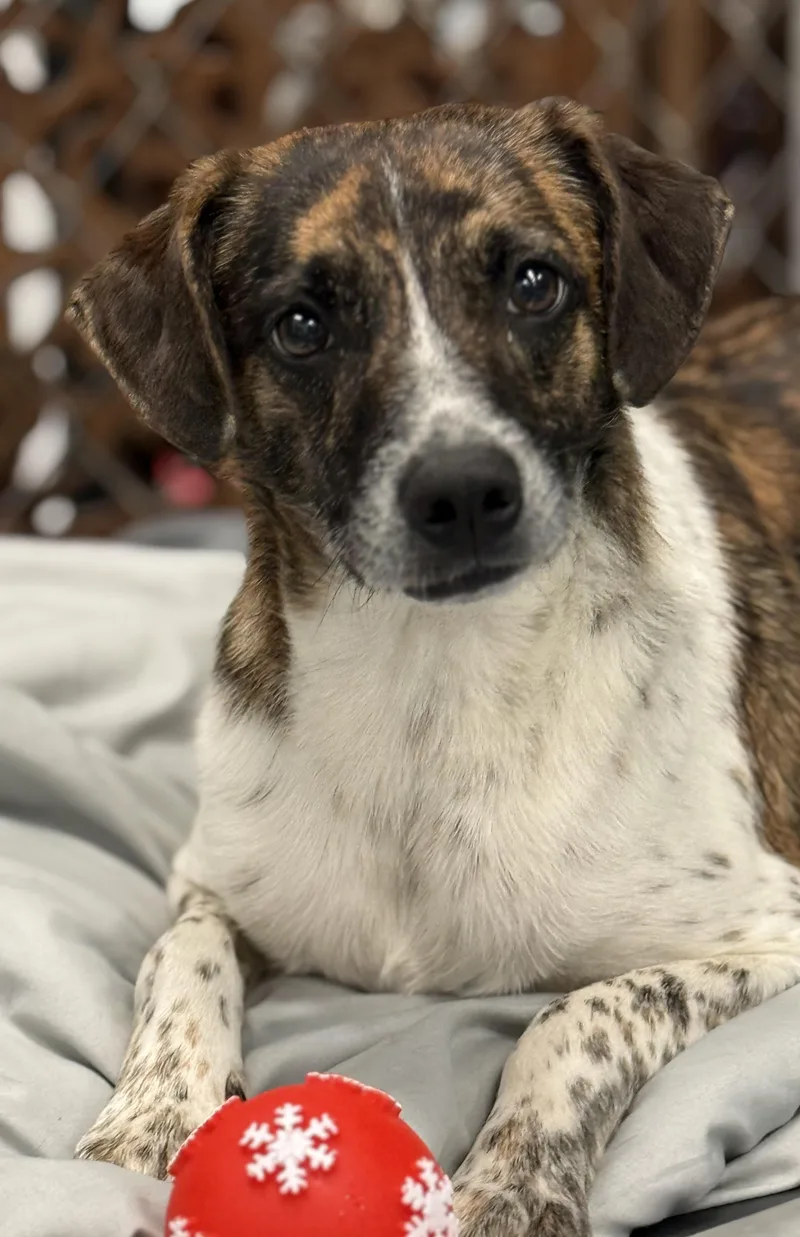 An adult medium-sized female Beagle dog named Rita for adoption in Crystal Lake, IL