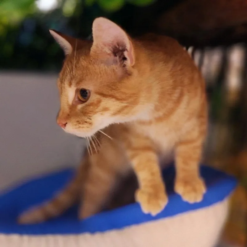 A young medium-sized male Domestic Short Hair cat named Abel for adoption in Toms Brook, VA