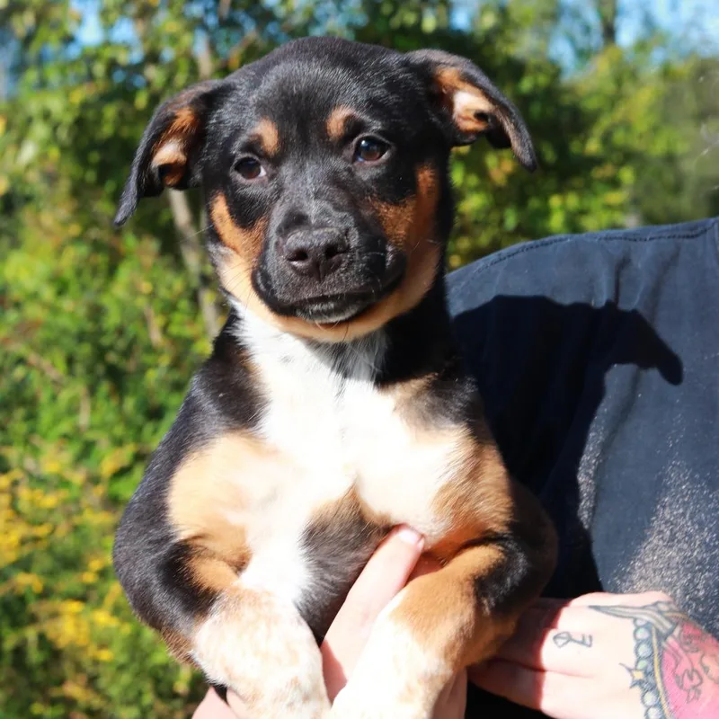 A baby medium-sized female German Shepherd Dog dog named CT Buttercup for adoption in Eastford, CT