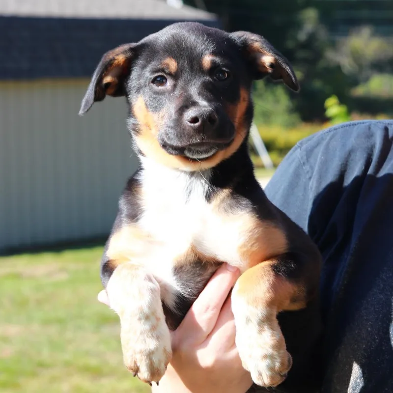 CT Buttercup thumbnail 4