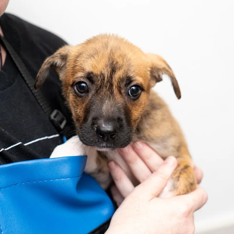 A baby medium-sized female Brindle Mixed Breed dog named Sand Tiger for adoption in New York, NY