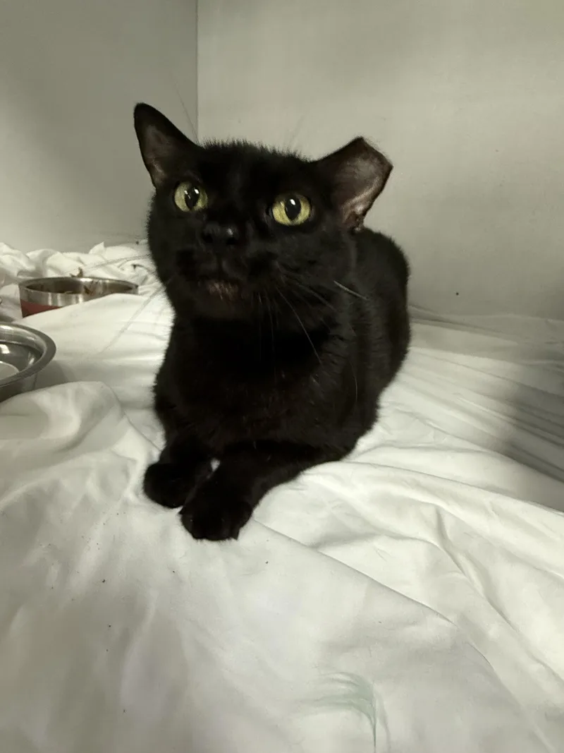 An adult medium-sized female Black Domestic Short Hair cat named Tennessee for adoption in Columbia, SC