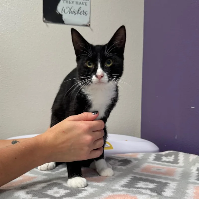 A young small-sized female Black Domestic Short Hair cat named Delilah for adoption in Englewood, FL
