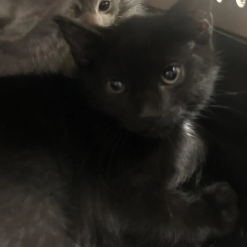 A baby small-sized male Gray / Blue / Silver Domestic Short Hair cat named Arya for adoption in Philadelphia, PA
