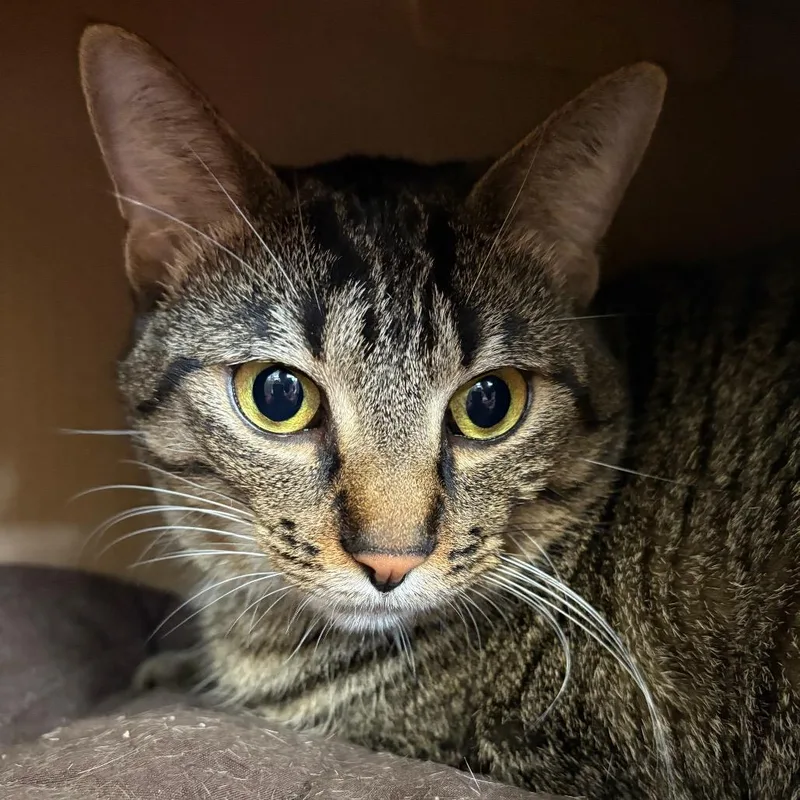 An adult large-sized female Brown / Chocolate Domestic Short Hair cat named Dumpling for adoption in West Olive, MI