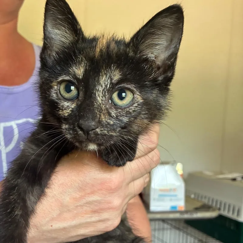 A baby small-sized female Tortoiseshell Domestic Short Hair cat named Lizzie Borden for adoption in Hattiesburg, MS