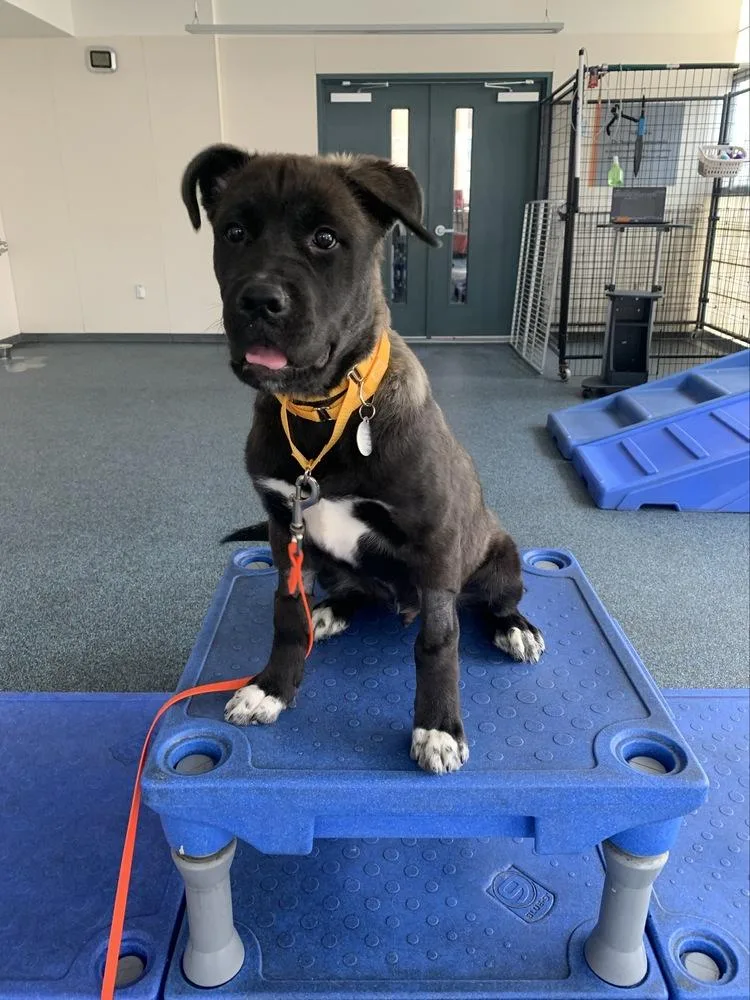 A baby medium-sized male Brown / Chocolate Mixed Breed dog named Gooseberry for adoption in New York, NY