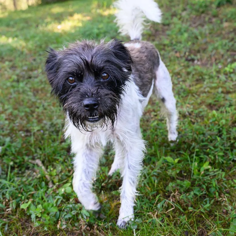 An adult small-sized female Brown / Chocolate Wirehaired Terrier dog named Sassy for adoption in Blairsville, GA