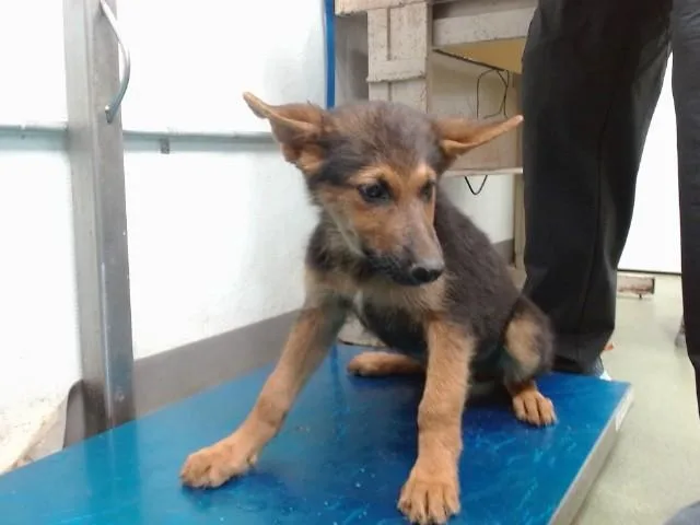 A baby large-sized male German Shepherd Dog dog named Dean for adoption in Brookfield, CT