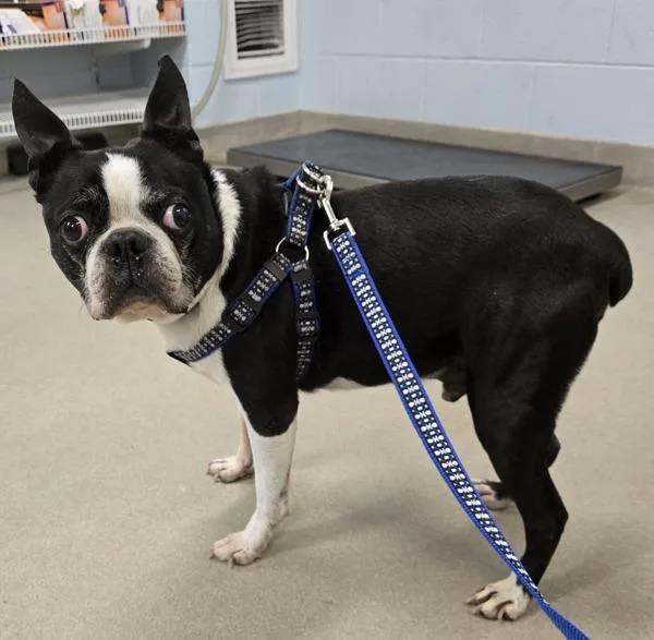 A senior small-sized male Boston Terrier dog named Diesel for adoption in Millersville, MD