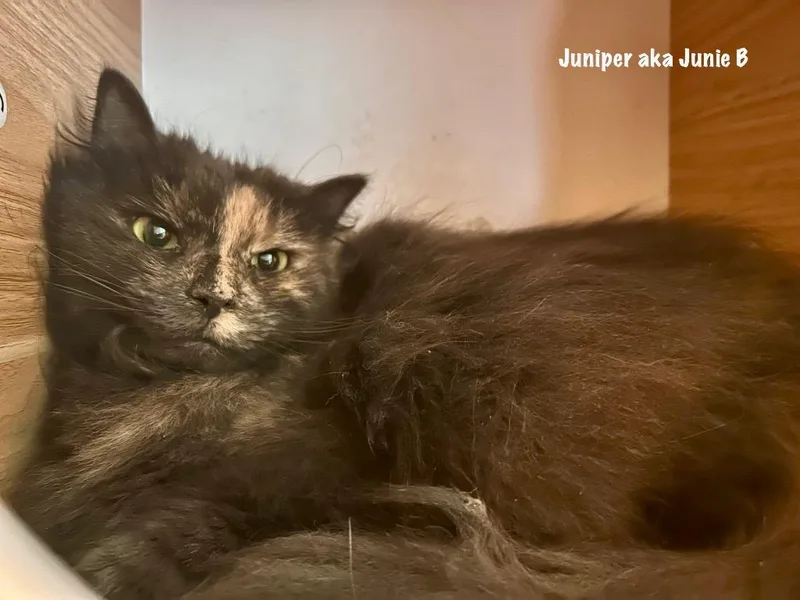 An adult medium-sized female Domestic Short Hair cat named Juniper Aka Junie B for adoption in Windsor, CT