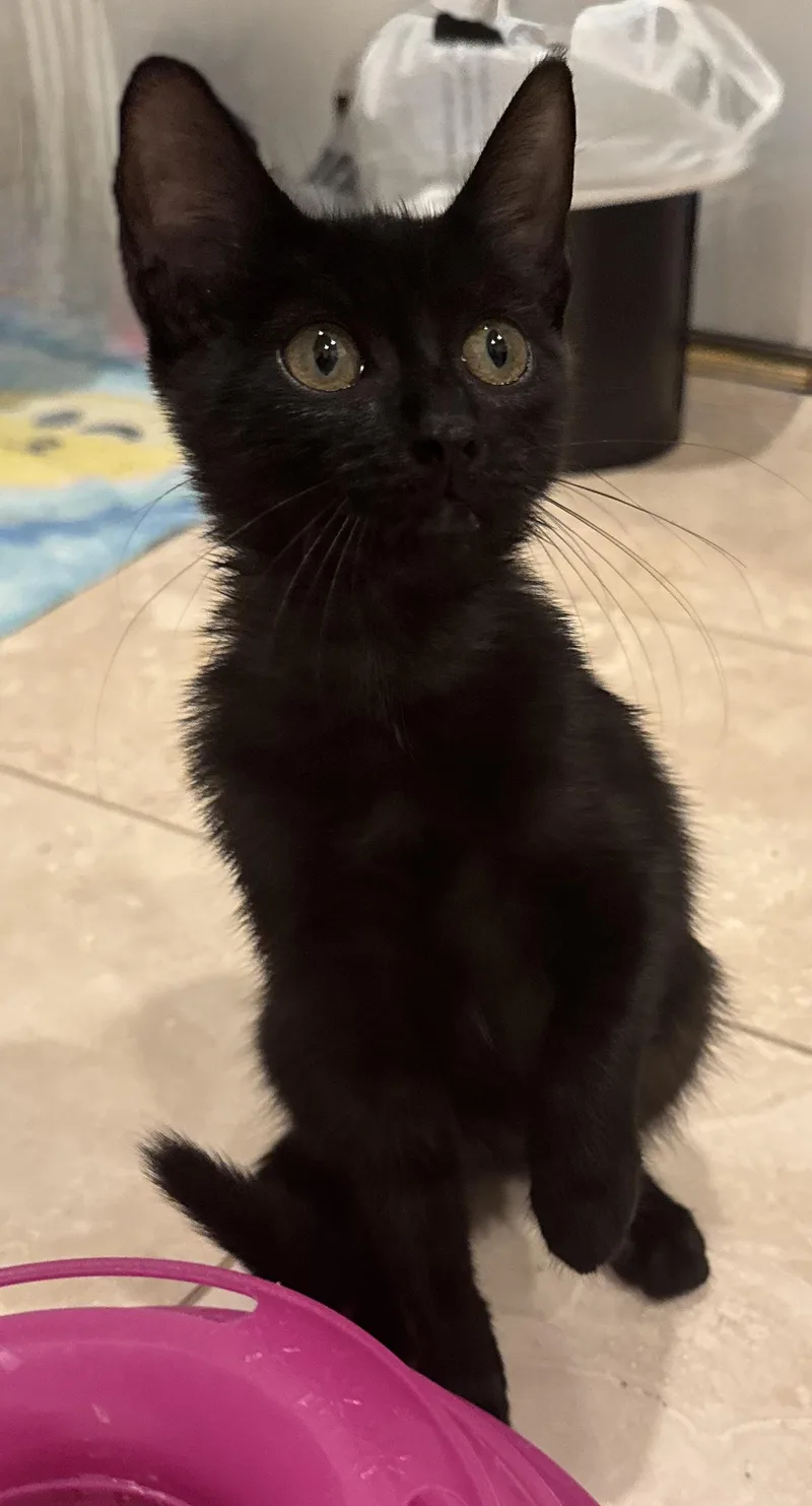 A baby small-sized female Bombay cat named Ace for adoption in Houston, TX