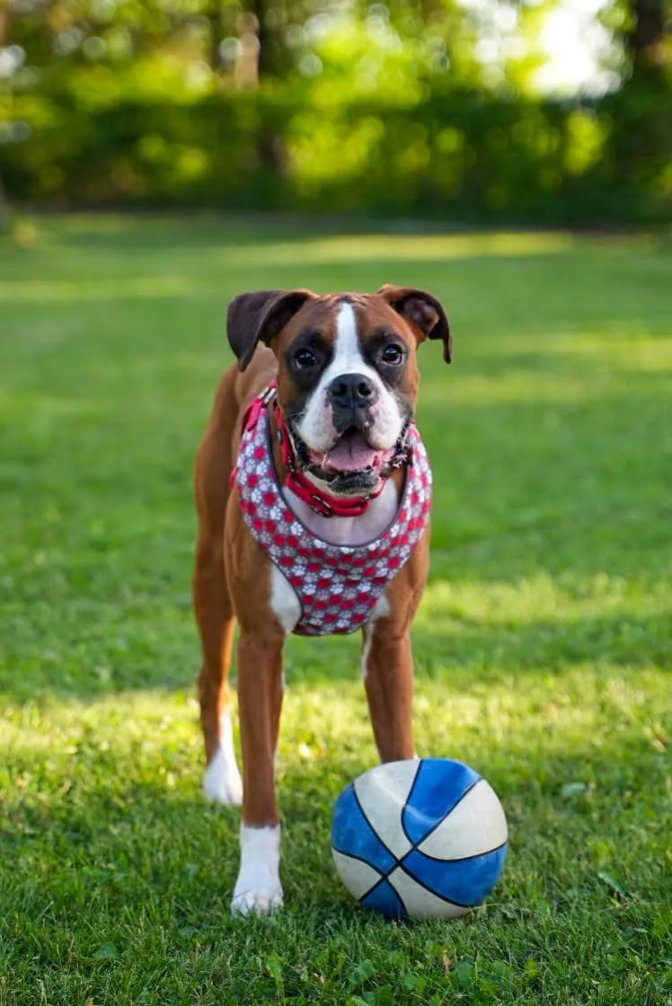 An adult medium-sized male Boxer dog named Jackson for adoption in Woodbury, MN