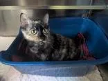 An adult medium-sized female Tortoiseshell Domestic Short Hair cat named Ember for adoption in Manitowoc, WI