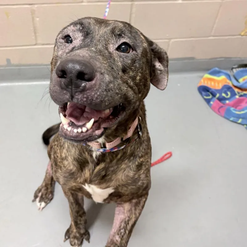 An adult large-sized female Pit Bull Terrier dog named Solana Imani for adoption in Tacoma, WA