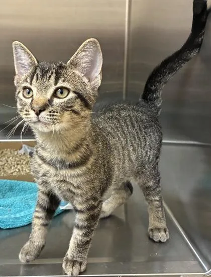 A baby small-sized male Domestic Short Hair cat named Elvis for adoption in New Albany, IN