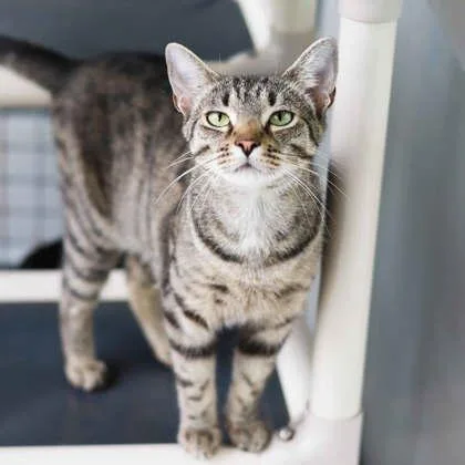 An adult small-sized female Brown / Chocolate Domestic Short Hair cat named Acadia for adoption in Atlanta, GA