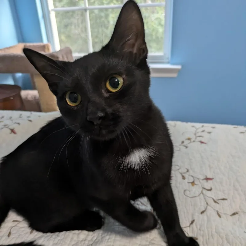 A baby medium-sized male Domestic Short Hair cat named Superman for adoption in Youngsville, NC