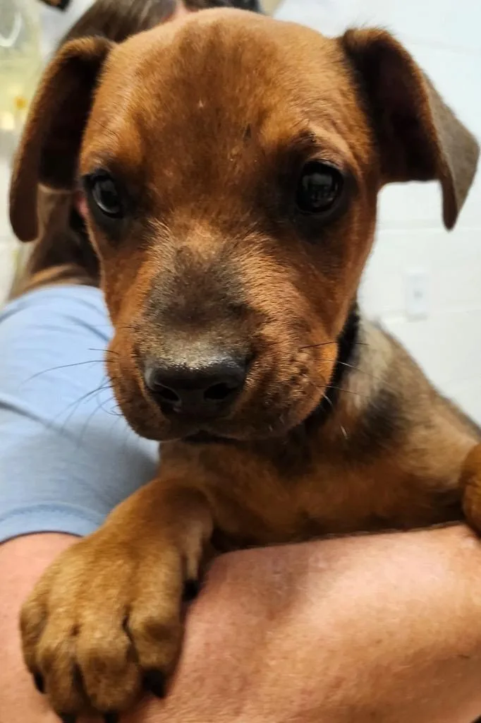 A baby small-sized male Rhodesian Ridgeback dog named Clifford for adoption in Elizabethton, TN