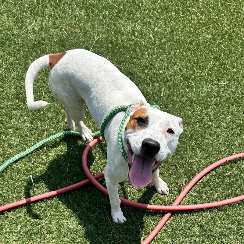 A young medium-sized female White / Cream Pit Bull Terrier dog named Luna for adoption in Newport, NC