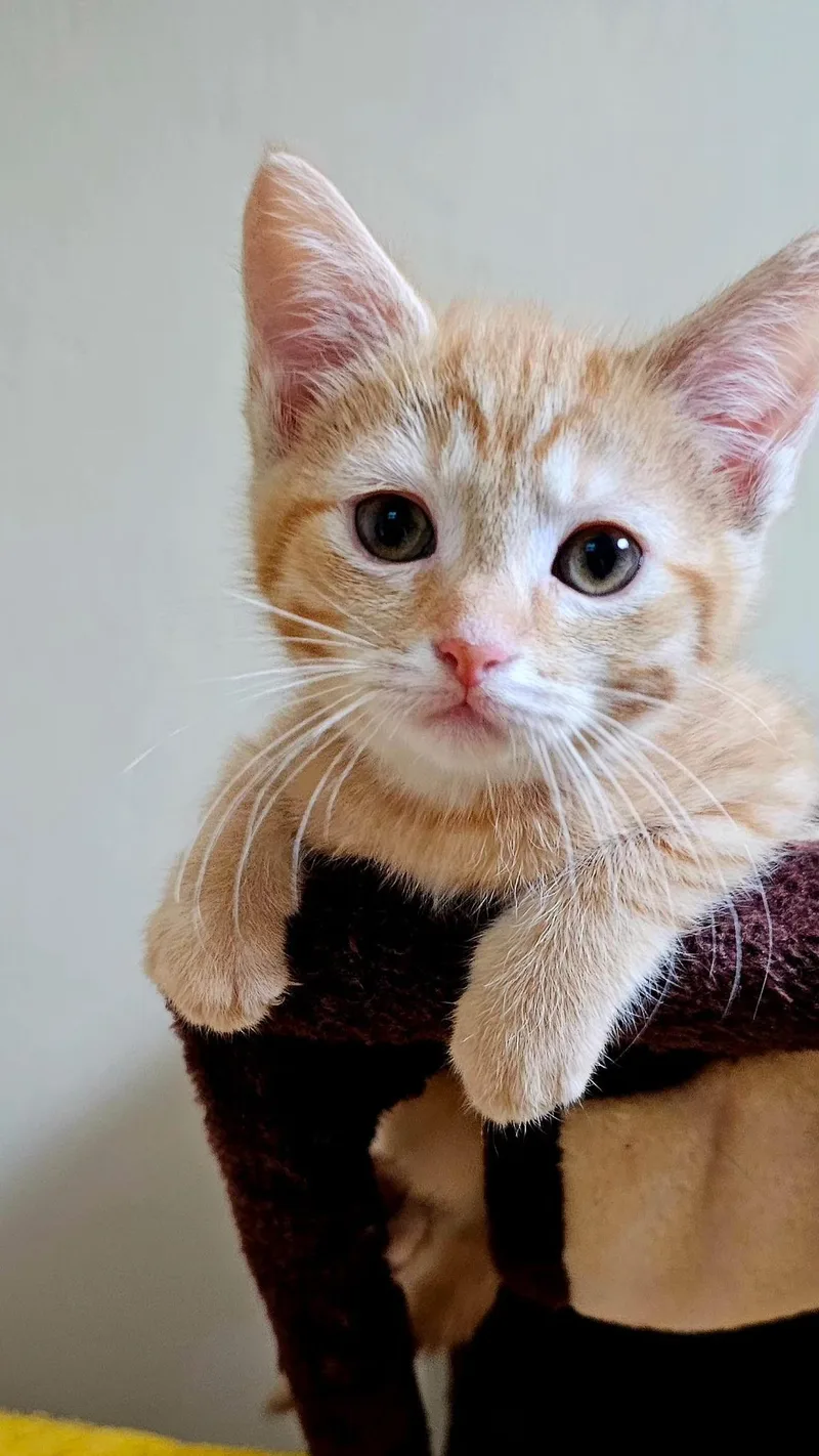 A baby small-sized male Orange & White Domestic Short Hair cat named Butters for adoption in Pittsburgh, PA