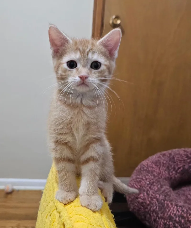 Butters thumbnail 2