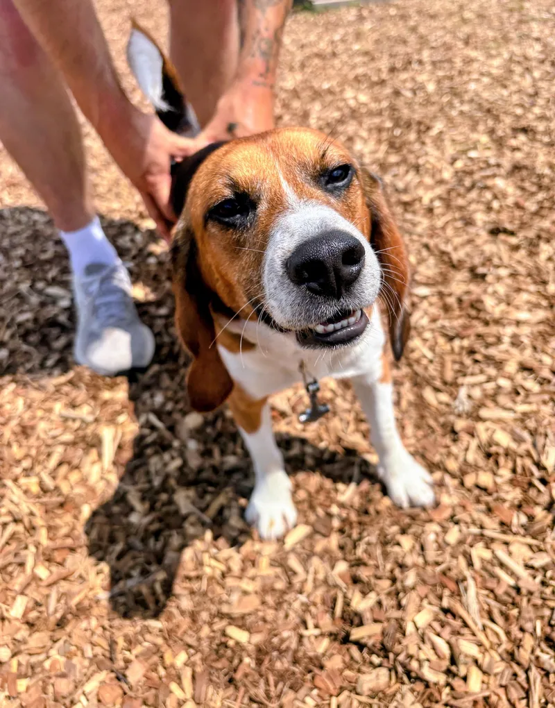 An adult small-sized male Beagle dog named Tyr for adoption in Rockwell City, IA