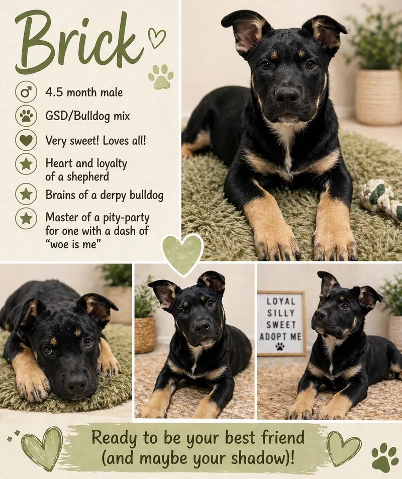 A young medium-sized male Bicolor German Shepherd Dog dog named Brick for adoption in Wauregan, CT