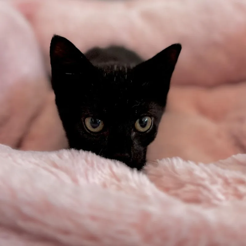 A baby small-sized male Black Domestic Short Hair cat named Sushi for adoption in Bradenton, FL