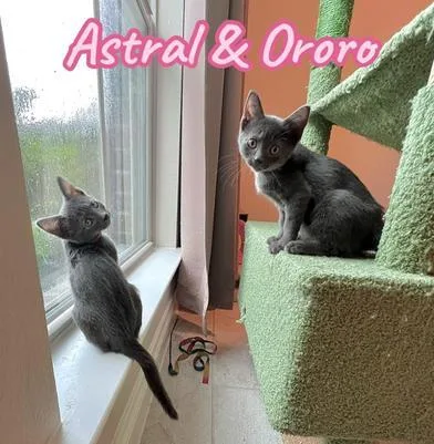 Astral & Ororo thumbnail 4