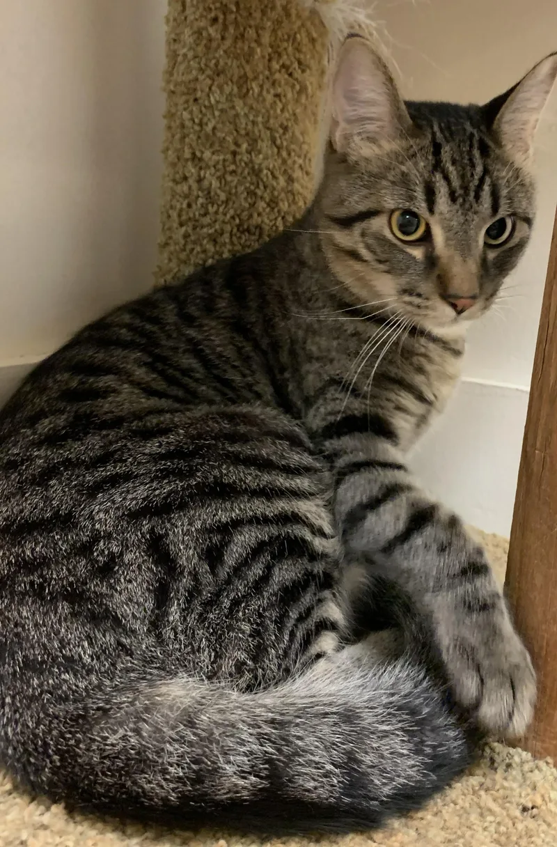 A young medium-sized male Tabby (Brown / Chocolate) Domestic Short Hair cat named Gorgonzolla for adoption in Milwaukee, WI
