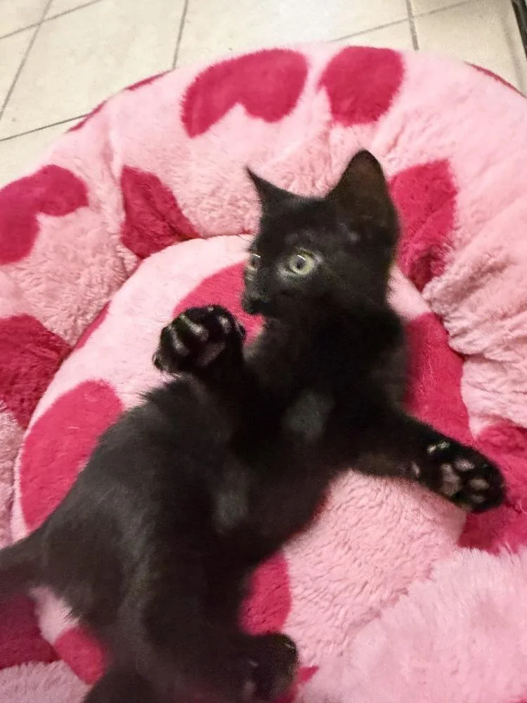 A baby small-sized female Black Domestic Short Hair cat named Kismat for adoption in Olyphant, PA