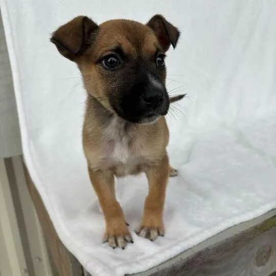 Littlest Pet Shop thumbnail 2